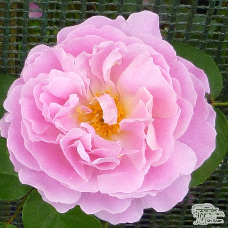 bông hoa hồng mary rose