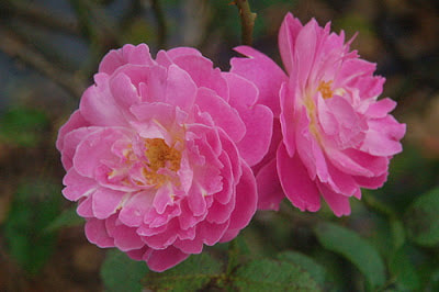Chùm hoa hồng mary rose