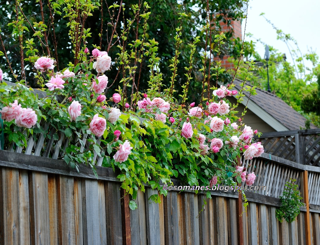 Tường rào hoa hồng leo